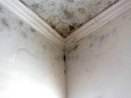 Best Environmental Consulting for Mold Prevention in Red Cloud, NE